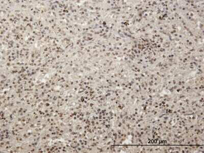 Immunohistochemistry-Paraffin: MCRS1 Antibody [H00010445-B01P]