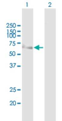 Western Blot: MCRS1 Antibody [H00010445-B01P]
