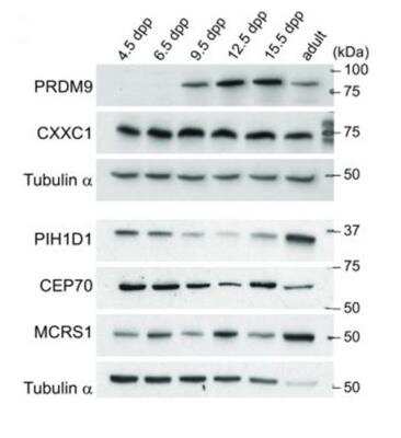 Western Blot: MCRS1 Antibody [H00010445-B01P]