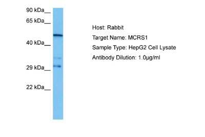 Western Blot: MCRS1 Antibody [NBP2-85263]