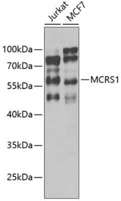 Western Blot: MCRS1 AntibodyBSA Free [NBP3-04840]