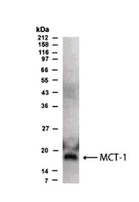 Western Blot: MCTS1 AntibodyBSA Free [NB500-128]