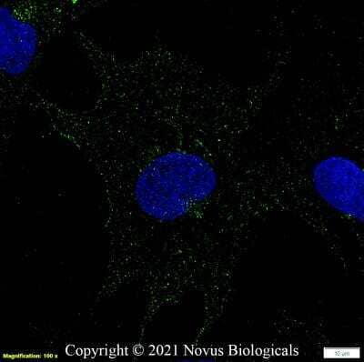Immunocytochemistry/ Immunofluorescence: MCT1/SLC16A1 Antibody - BSA Free [NBP1-59656]