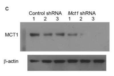 Knockdown Validated: MCT1/SLC16A1 Antibody - BSA Free [NBP1-59656]