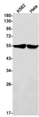 Western Blot: MCT1/SLC16A1 Antibody (S06-7F9) [NBP3-15057]