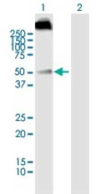 Western Blot: MCT1/SLC16A1 Antibody [H00006566-B01P]