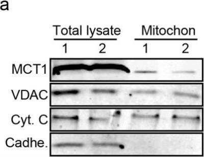 Western Blot: MCT1/SLC16A1 AntibodyBSA Free [NBP1-59656]