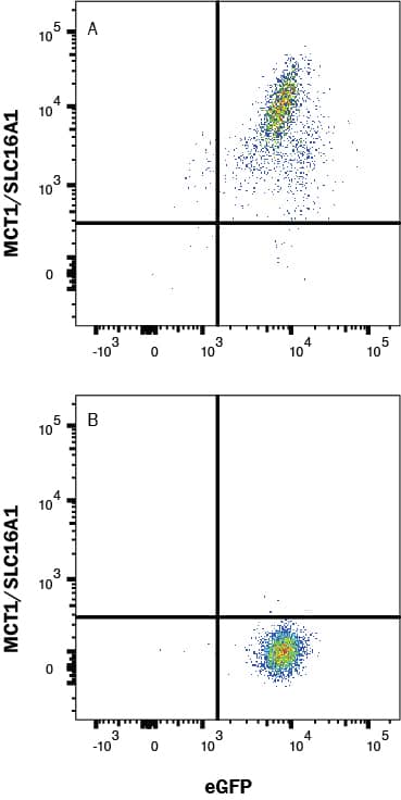 Detection of MCT1/SLC16A1 antibody in HEK293 Human Cell Line Transfected with Human MCT1/SLC16A1 and eGFP antibody by Flow Cytometry.