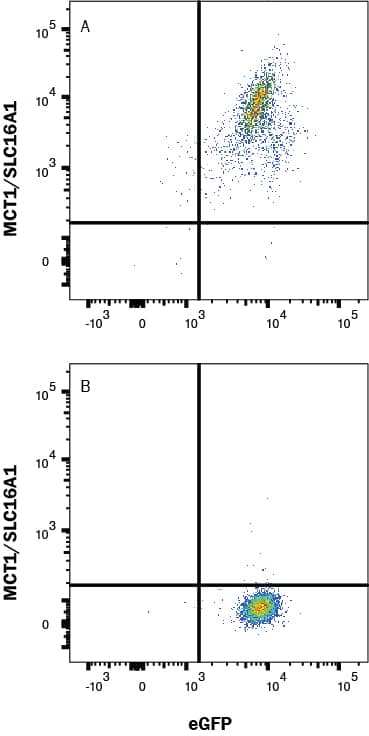 Detection of MCT1/SLC16A1 antibody in HEK293 Human Cell Line Transfected with Human MCT1/SLC16A1 and eGFP antibody by Flow Cytometry.