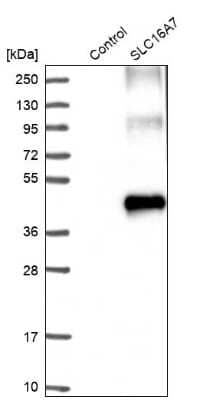 Western Blot: MCT2 Antibody [NBP1-87846]