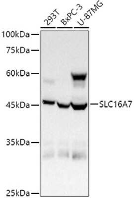 Western Blot: MCT2 AntibodyAzide and BSA Free [NBP3-02988]