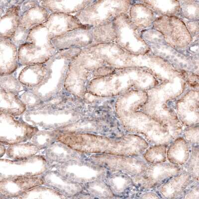 Immunohistochemistry-Paraffin: MCT8/SLC16A2 Antibody [NBP2-57308]