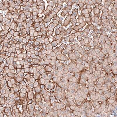 Immunohistochemistry-Paraffin: MCT8/SLC16A2 Antibody [NBP2-57308]