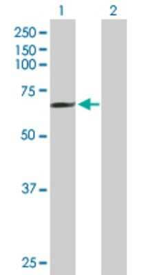 Western Blot: MCTP1 Antibody [H00079772-B01P]