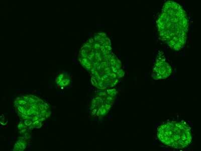 Immunocytochemistry/ Immunofluorescence: MCTP2 Antibody [NBP2-98643]