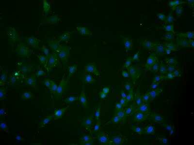 Immunocytochemistry/ Immunofluorescence: MCTP2 Antibody [NBP2-15020]