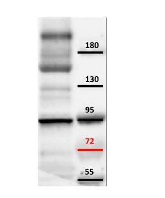 Western Blot: MCTP2 Antibody [NBP2-15020]