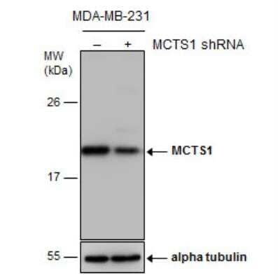 Western Blot: MCTS1 Antibody [NBP2-17242]