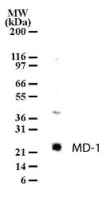 Western Blot: MD-1/LY86 Antibody [NB100-56700]