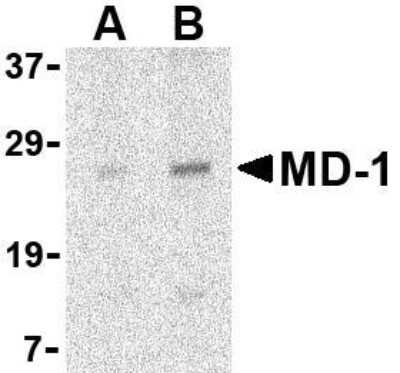 Western Blot: MD-1/LY86 AntibodyBSA Free [NBP1-76709]