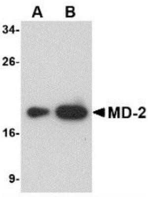 Western Blot: MD-2 Antibody (1A2E3)BSA Free [NBP1-75513]