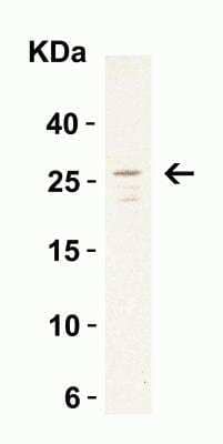 Western Blot: MD-2 AntibodyBSA Free [NBP1-77201]