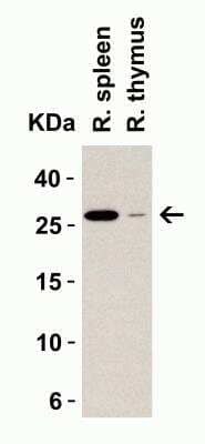 Western Blot: MD-2 AntibodyBSA Free [NBP1-77201]