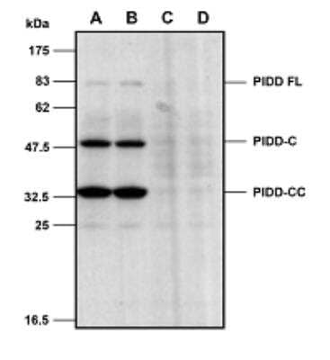 Western Blot: PIDD Antibody (Lise-1)BSA Free [NBP3-11673]