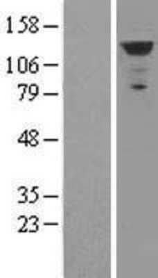 Western Blot: MDA5 Overexpression Lysate [NBL1-11833]