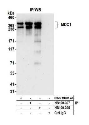 Immunoprecipitation: MDC1 Antibody [NB100-395]