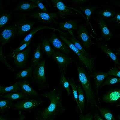 Immunocytochemistry/ Immunofluorescence: MDC1 Antibody (P2B11) [NBP2-12890]