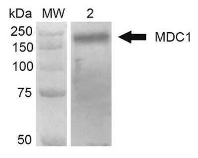 Western Blot: MDC1 Antibody (P2B11) [NBP2-12890]