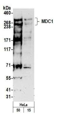 Western Blot: MDC1 Antibody [NB100-395]