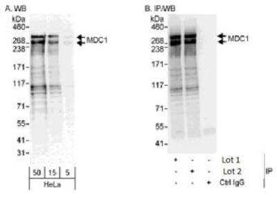 Western Blot: MDC1 Antibody [NB100-397]