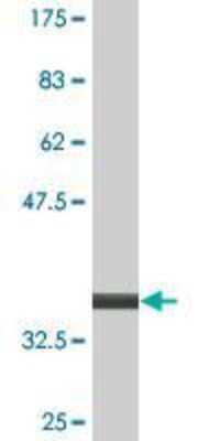 Western Blot: MDFI Antibody (3B4) [H00004188-M07]