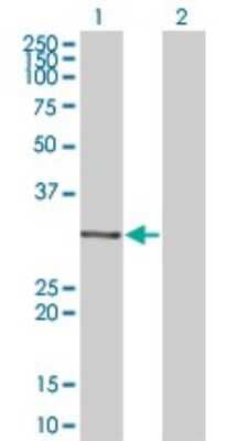 Western Blot: MDFI Antibody (3B4) [H00004188-M07]