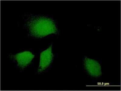 Immunocytochemistry/ Immunofluorescence: MDG1 Antibody (3G4) [H00004189-M09]