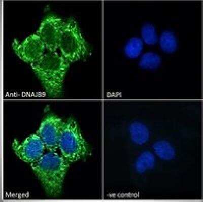 Immunocytochemistry/ Immunofluorescence: MDG1 Antibody [NBP1-78785]