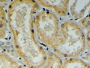 Immunohistochemistry-Paraffin: MDG1 Antibody [NB100-1407]