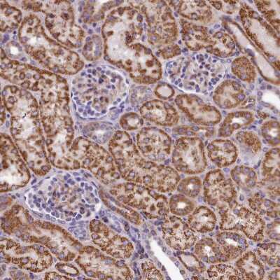 Immunohistochemistry-Paraffin: MDG1 Antibody [NBP1-87731]