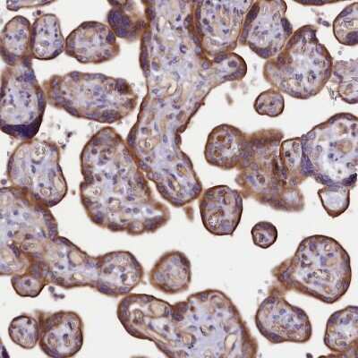 Immunohistochemistry-Paraffin: MDG1 Antibody [NBP1-87731]