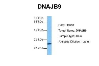 Western Blot: MDG1 Antibody [NBP1-69578]