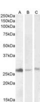 Western Blot: MDG1 Antibody [NBP1-78785]