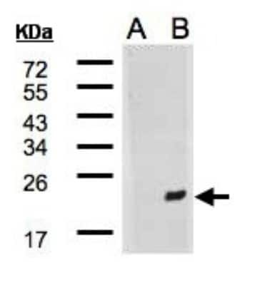 Western Blot: MDG1 Antibody [NBP2-17246]