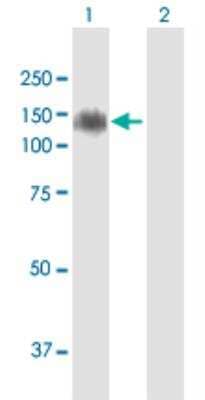 Western Blot: MDGA1 Antibody [H00266727-B01P-50ug]