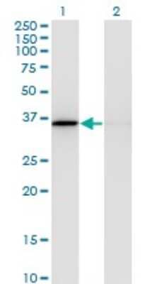 Western Blot: MDH1 Antibody (1D2) [H00004190-M03]