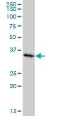 Western Blot: MDH1 Antibody (2B11-B7) [H00004190-M01]