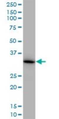 Western Blot: MDH1 Antibody (2B11-B7) [H00004190-M01]