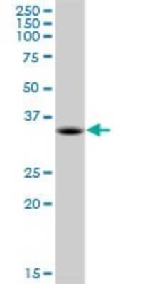 Western Blot: MDH1 Antibody (2B11-B7) [H00004190-M01]