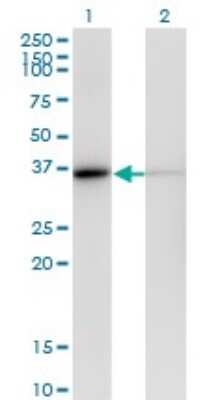 Western Blot: MDH1 Antibody (2B11-B7) [H00004190-M01]